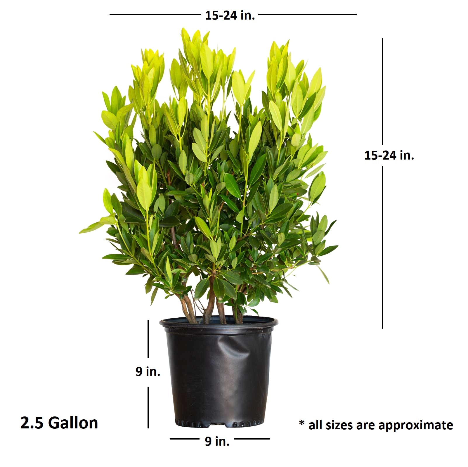 Flowerwood Yellow Ocala Yellow Anise Illicium Parviflorum Foundation ...