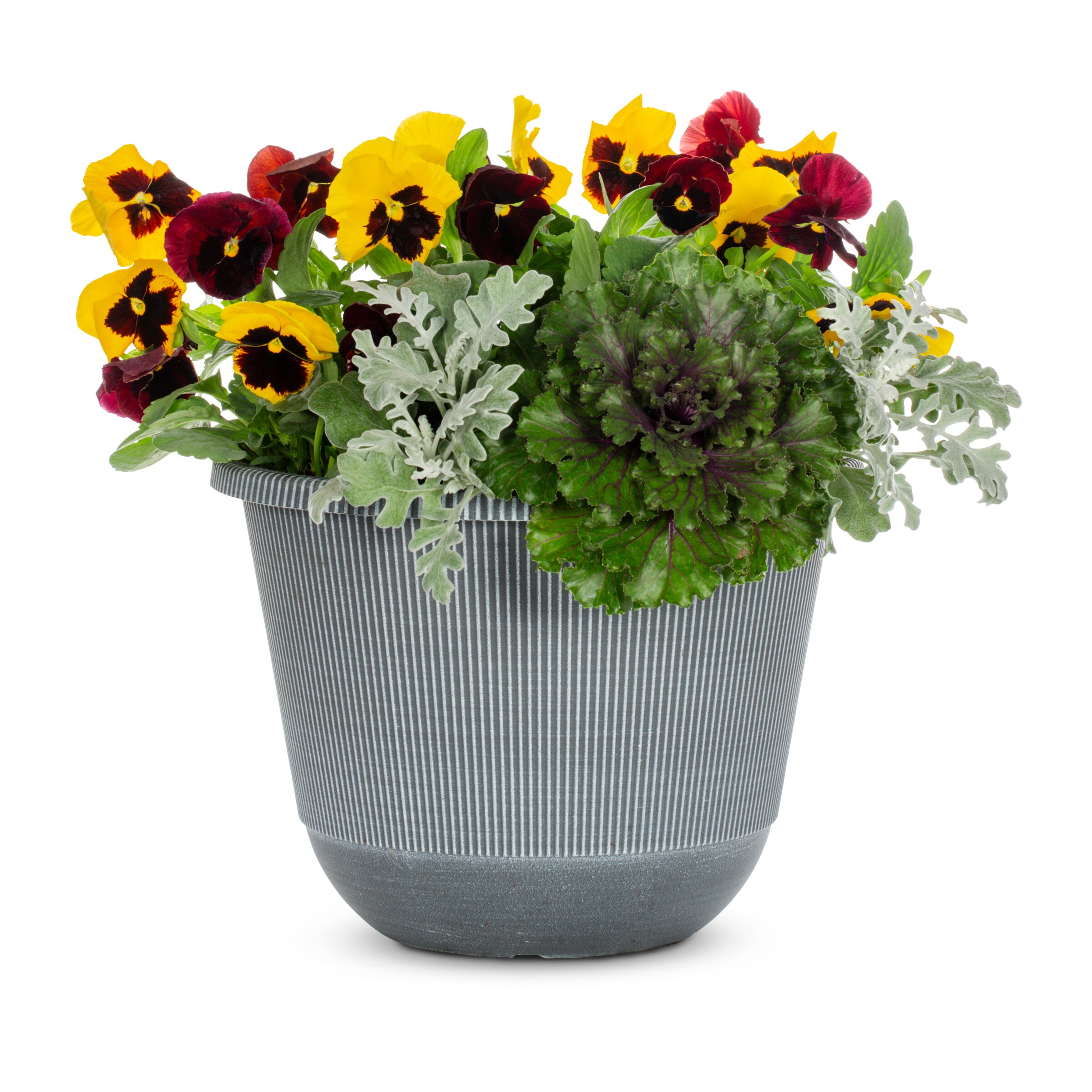 Monrovia 3733945 annuals - View #3