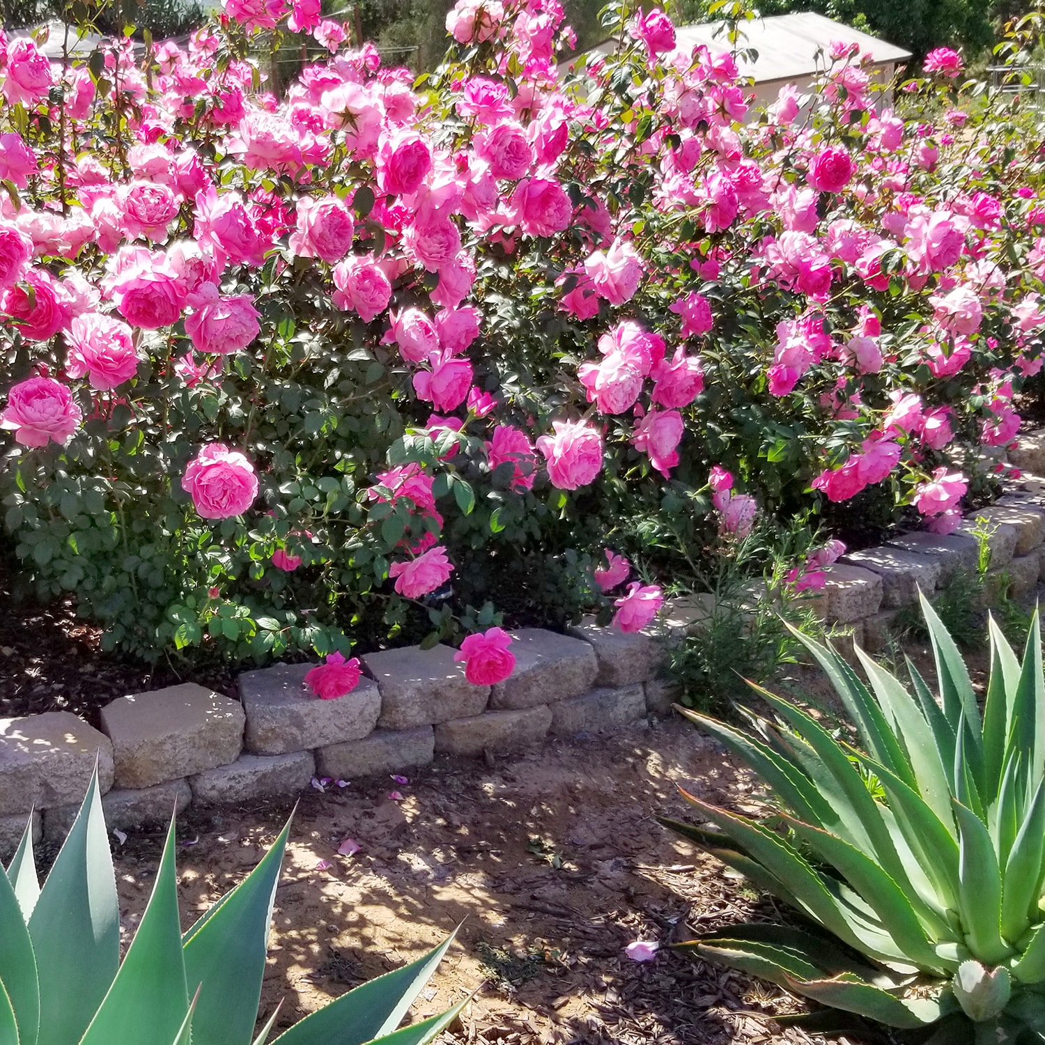 Altman Plants 0872516 roses - View #3