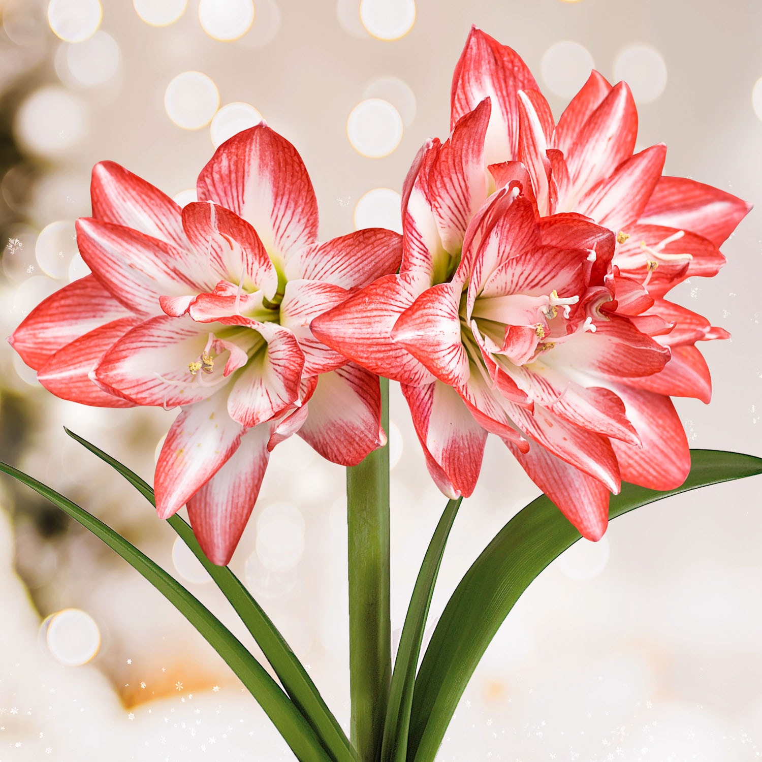 Garden State Bulb ECH-35-02-02 Multicolor 26/28cm, Blossom Peacock Double Amaryllis Bulbs 2 Count
