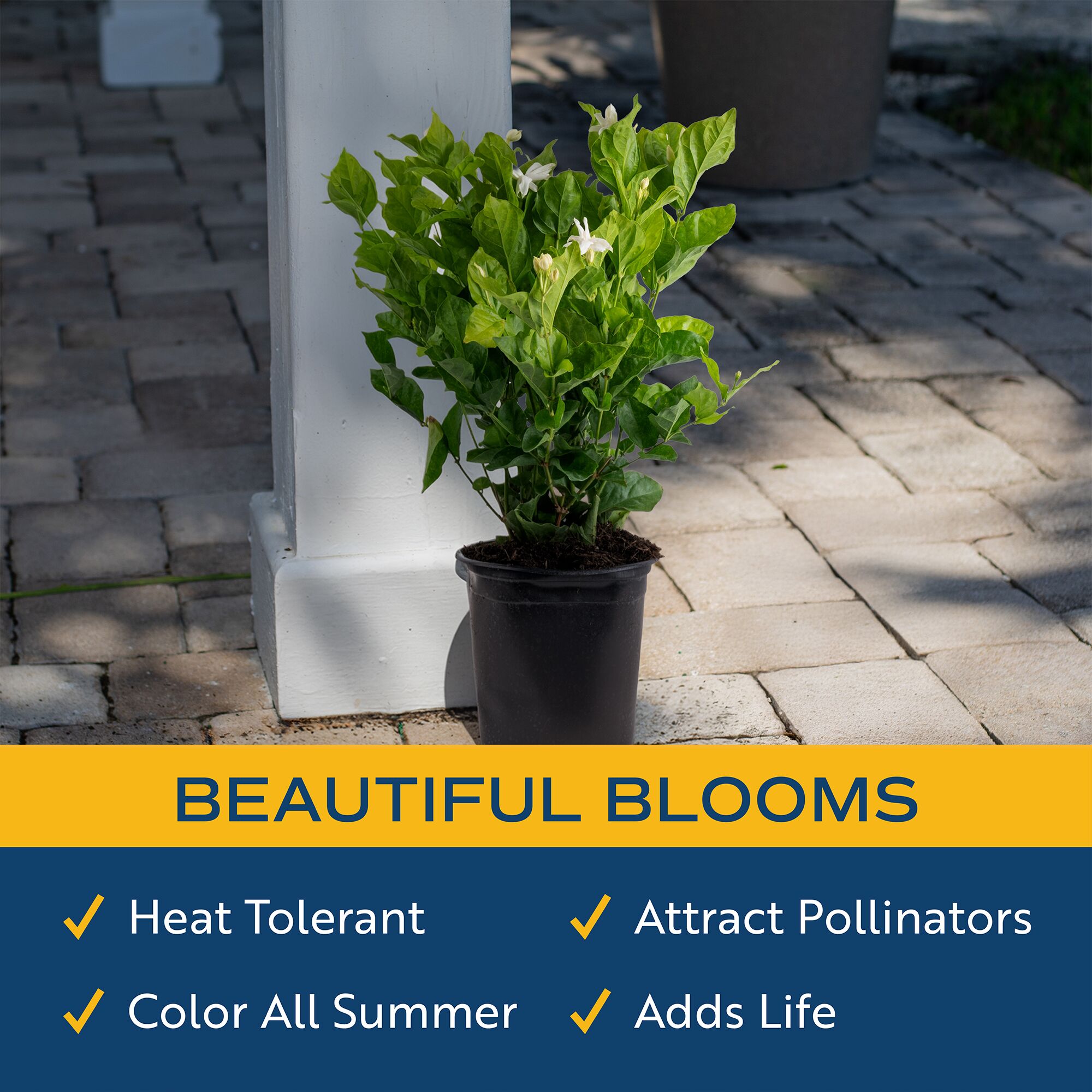 Costa Farms White Jasmine Flowering Shrub in 2.5-Quart Pot M-JAS-G