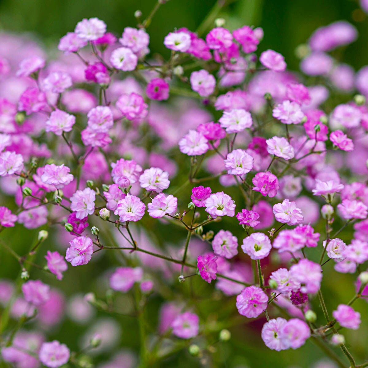 Breck's Pink Flowering Baby Breath Dormant Perennials in 2-Pack