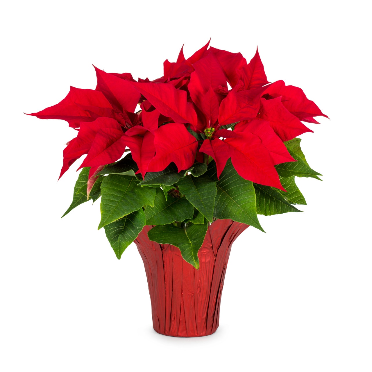 Red Poinsettia in 1-Quart Pot in the Annuals department at Lowes.com