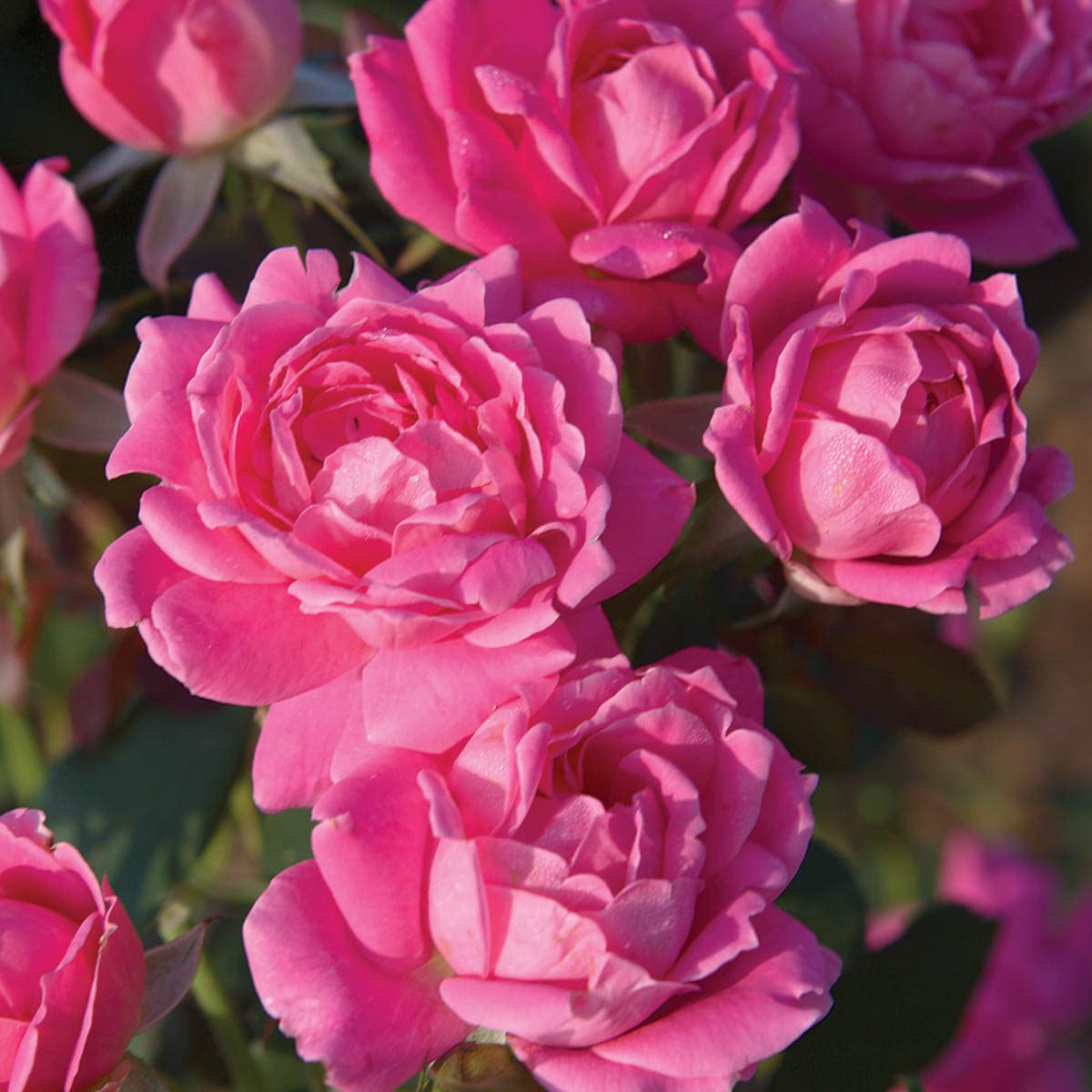 Spring Hill Nurseries 63241 Pink Double Flowering Knockout Shrub Rose 1 Pack in Bare Root
