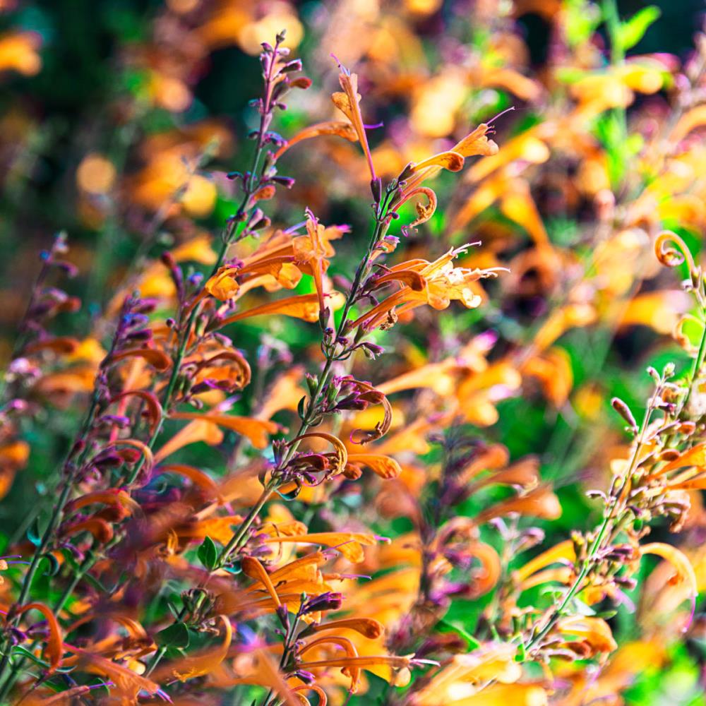 Spring Hill Nurseries 65614 Tango Hummingbird Mint Agastache in 1-Pack Bareroot