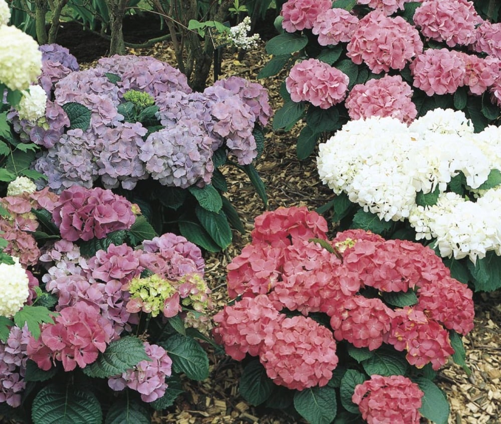 Lowe's Blue Hydrangea Flowering Shrub In 1-Gallon Pot In The Shrubs ...