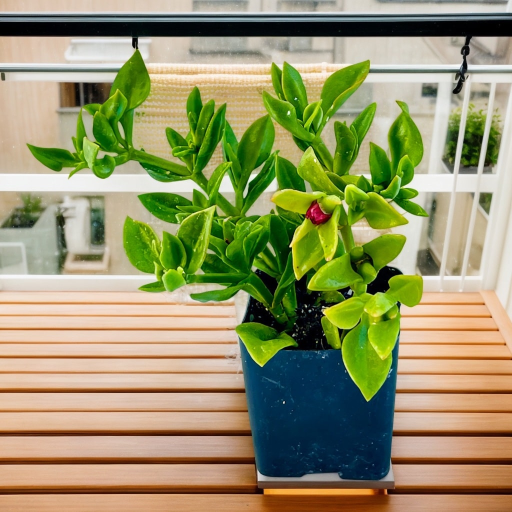 MiniEpic OP-LS-16 hseplants - View #4