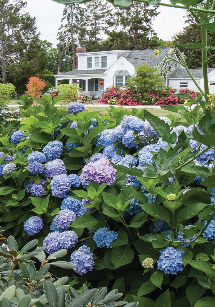 Image of Lowe's Endless Summer Hydrangea in a mixed flower bed