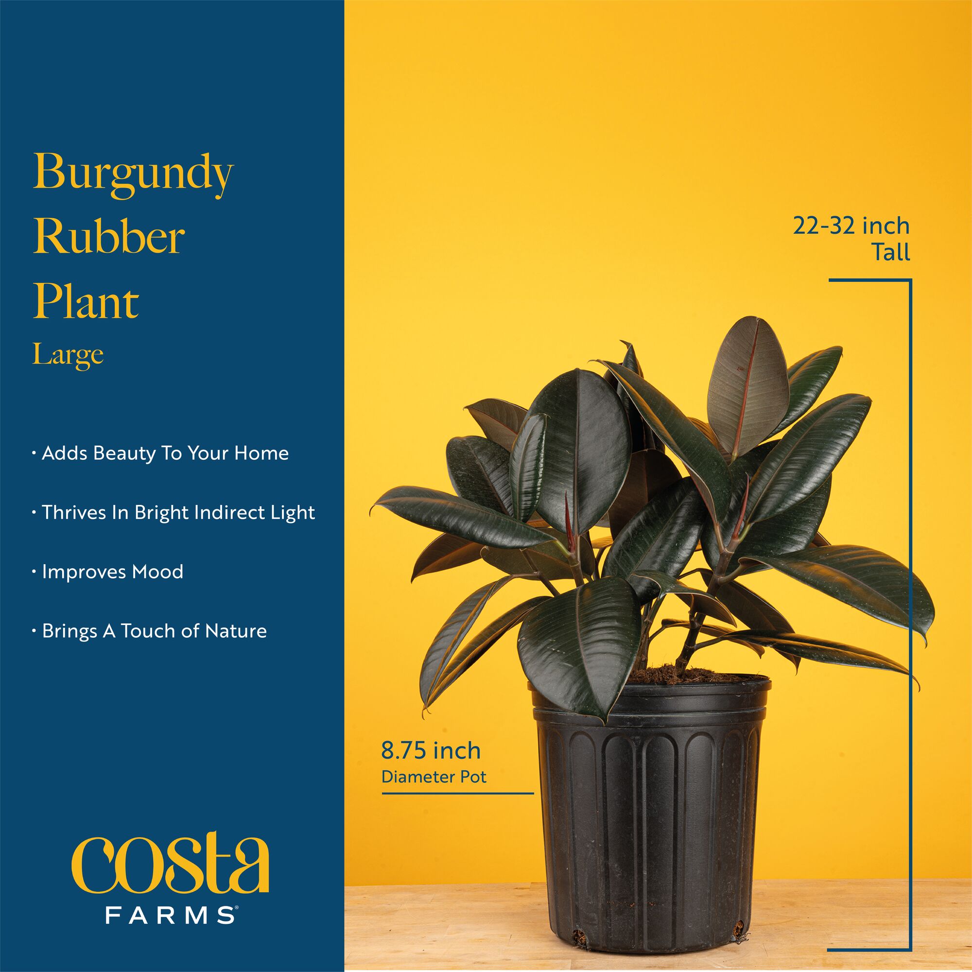 Costa Farms CO.FY10.1.GP.BLK hseplants - View #6