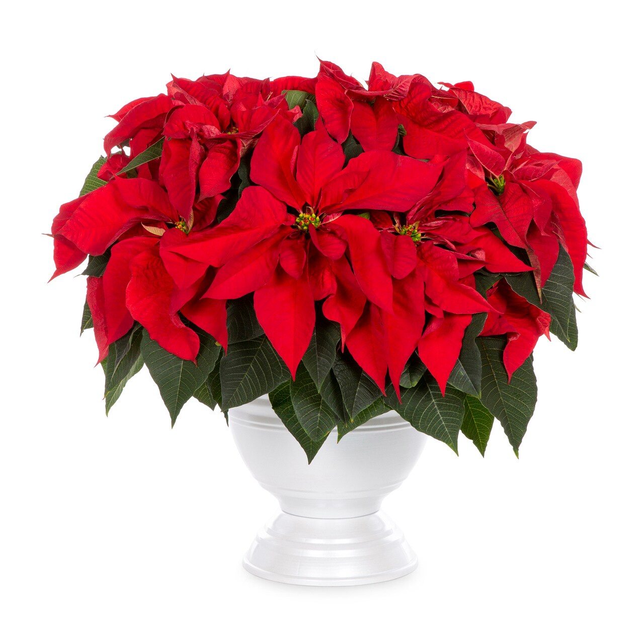 Lowe's 5340080 Fresh-Cut-Christmas-Decorations - View #4