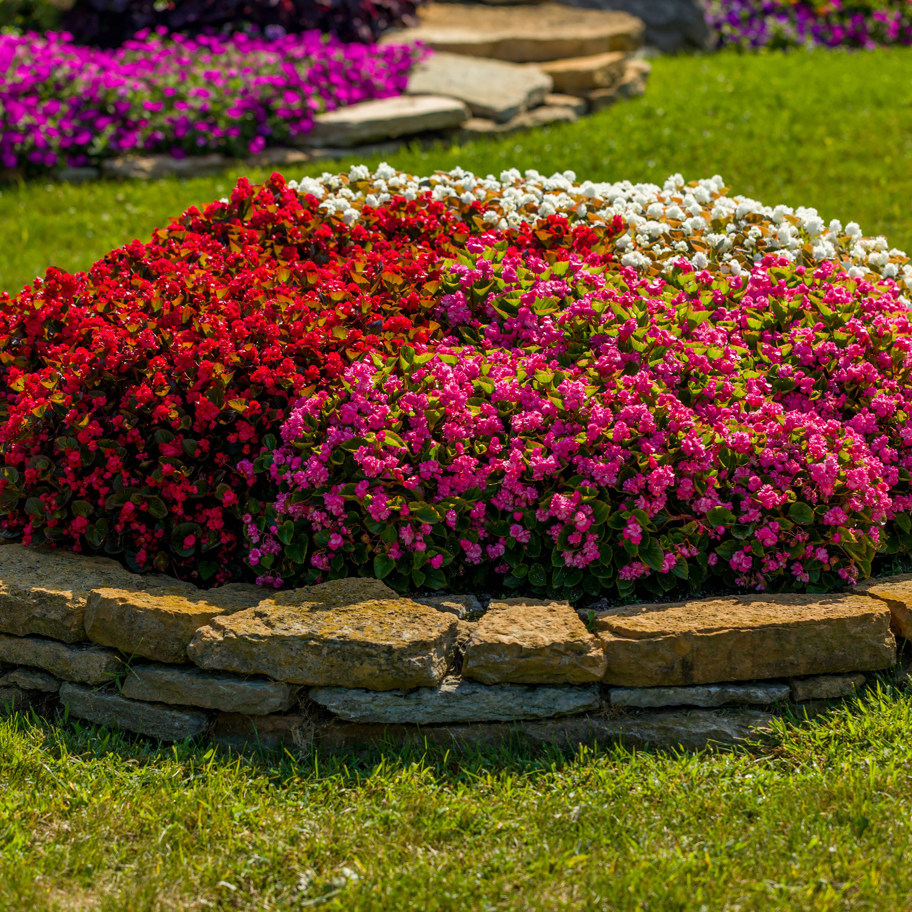 Proven Winners BETPRW2527504 annuals - View #3