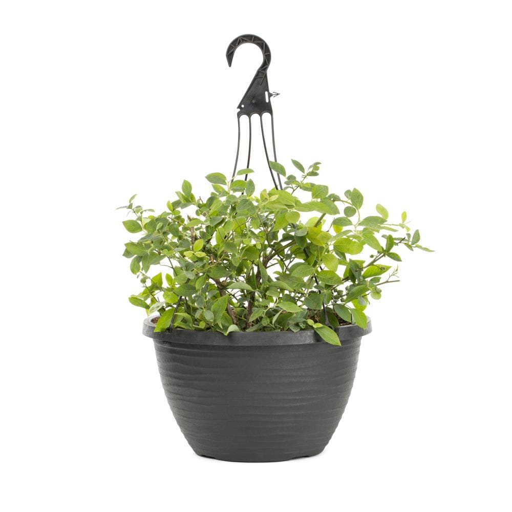 Lowe's NURSERY 1.0 -Pack Blueberry Plant in Hanging Basket