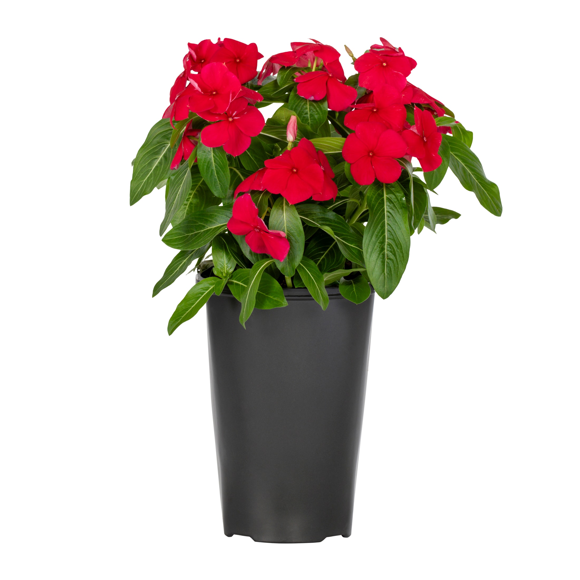 Metrolina Greenhouses 5034 annuals - View #5