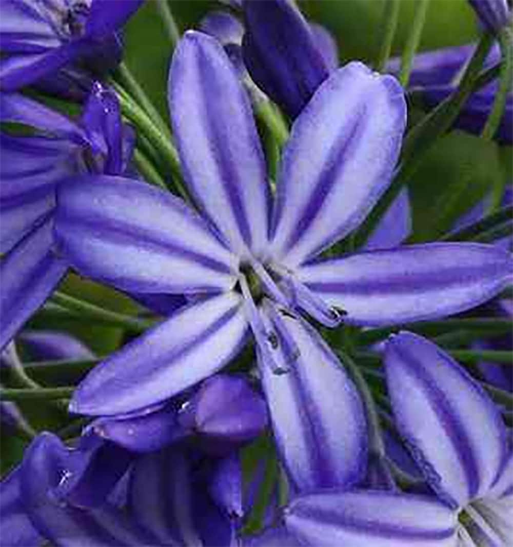 Lowe's 556115 perennials - View #2
