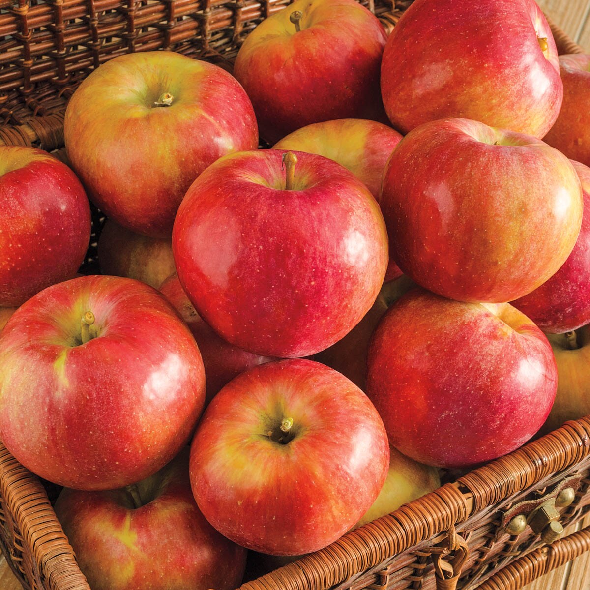 Gurney's Seed and Nursery 92630 1 Count Fruit Tree, 5-6 ft tall, Sweet Sixteen Standard Apple In pot (with soil)