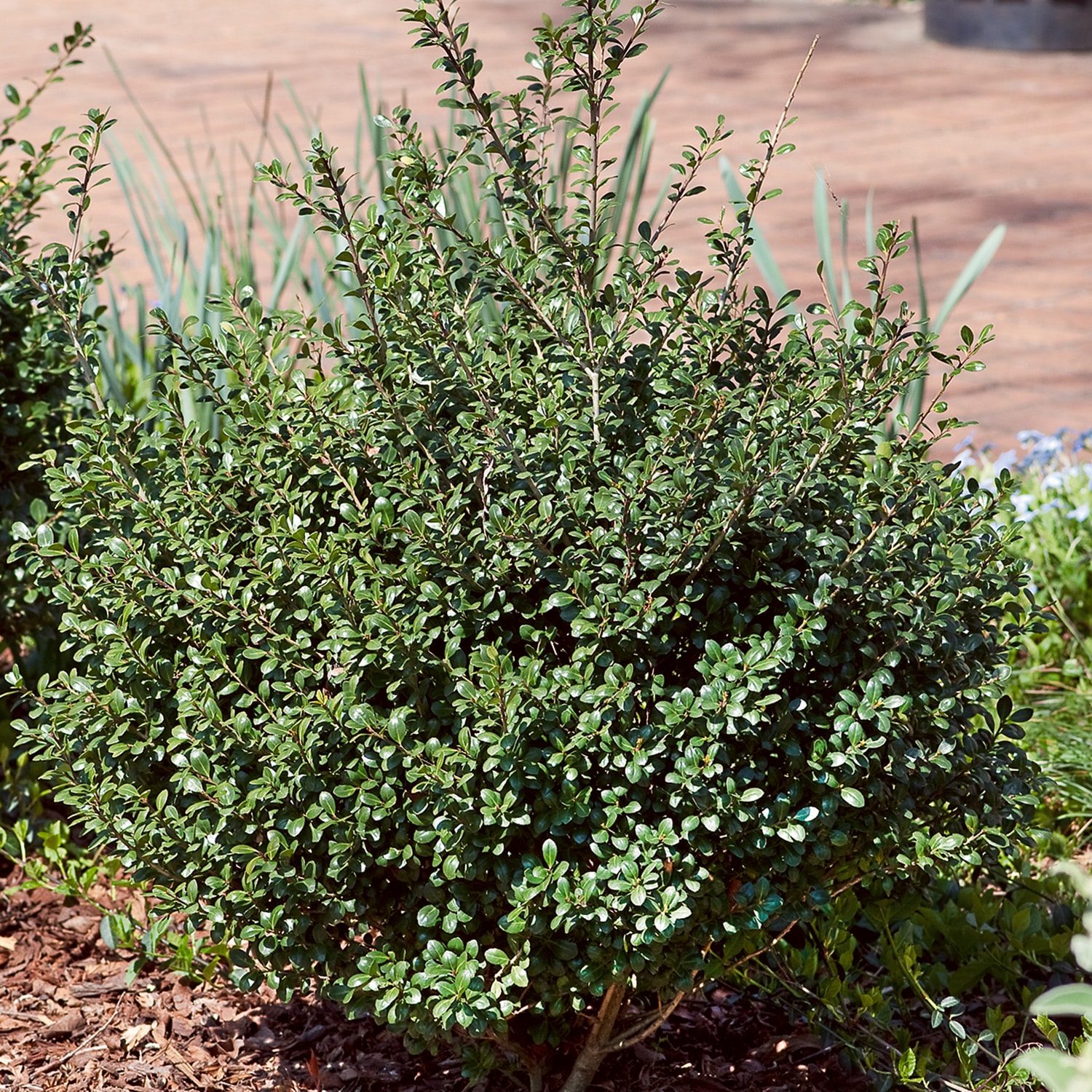 2.5 Gallon - Ilex Compacta in the Shrubs department at Lowes.com