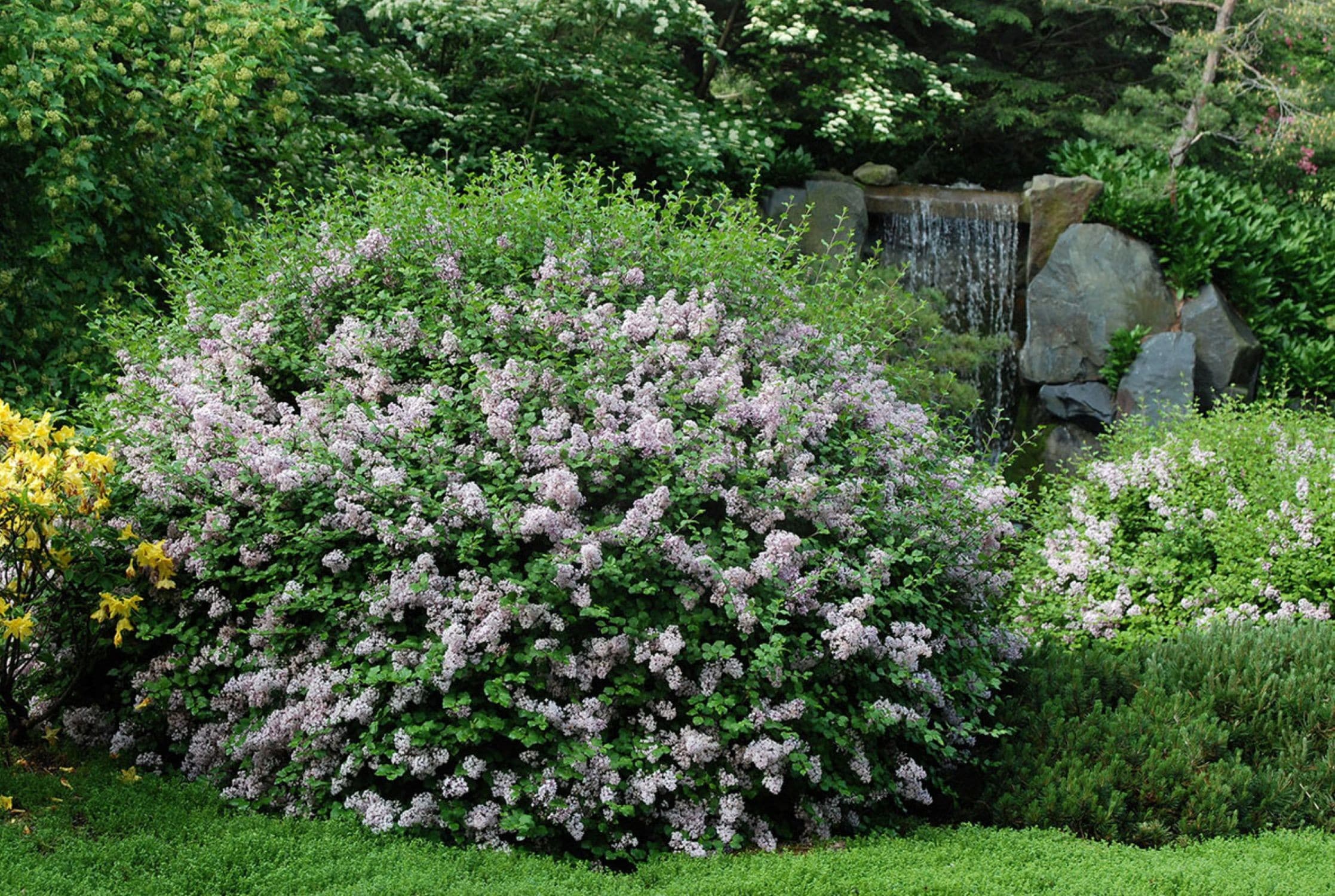  O860003 shrubs - View #4