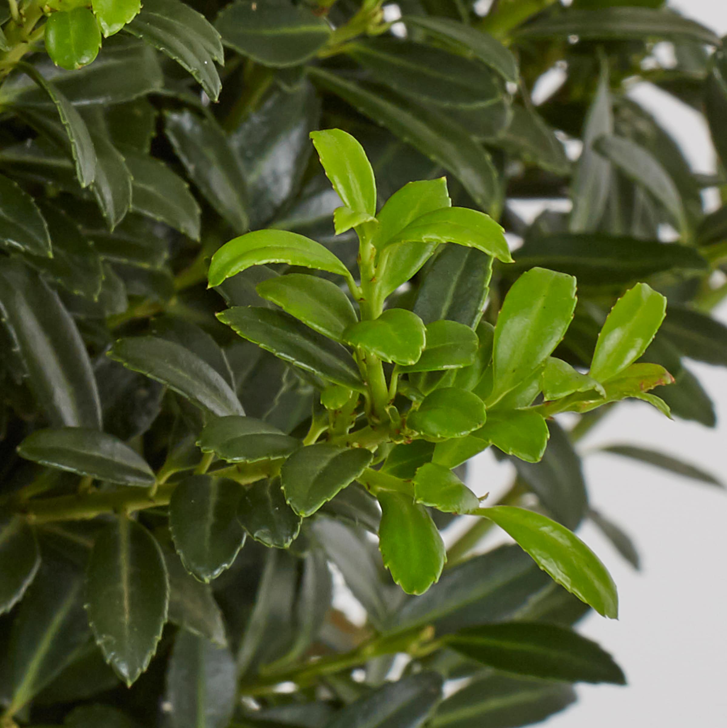Lowe's NURSERY shrubs - View #2