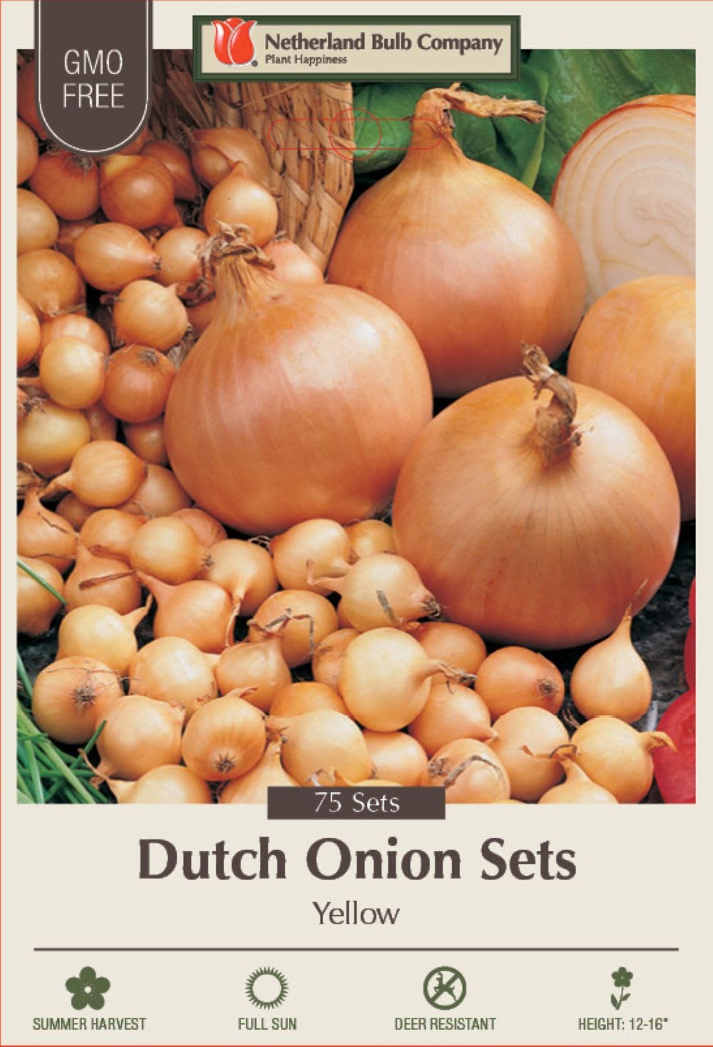 Hirt's Gardens - Stuttgarter Pickle Riesen Yellow Onion Sets - 75 Bulbs - Sweet Taste