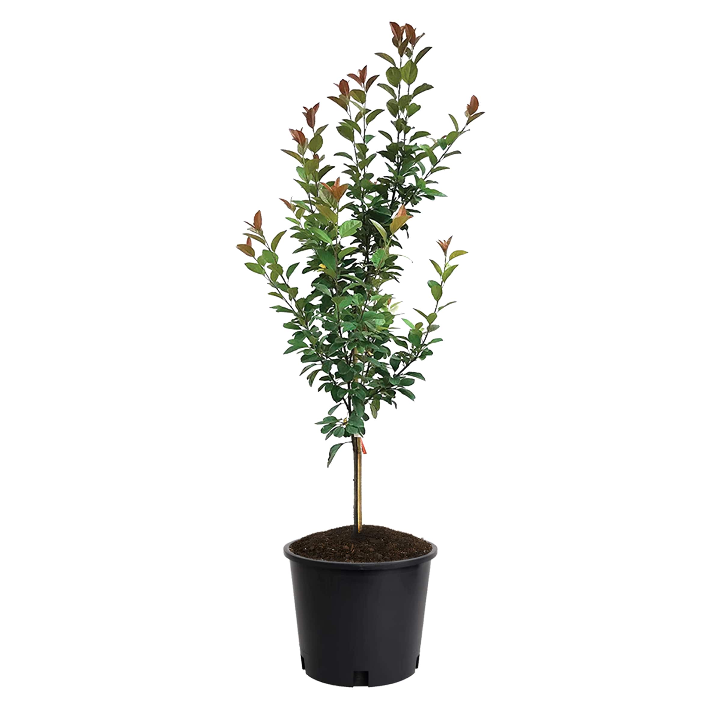 Lowe's NURSERY 6.08 -Gallon White Flowering White Crabapple In pot (with soil)
