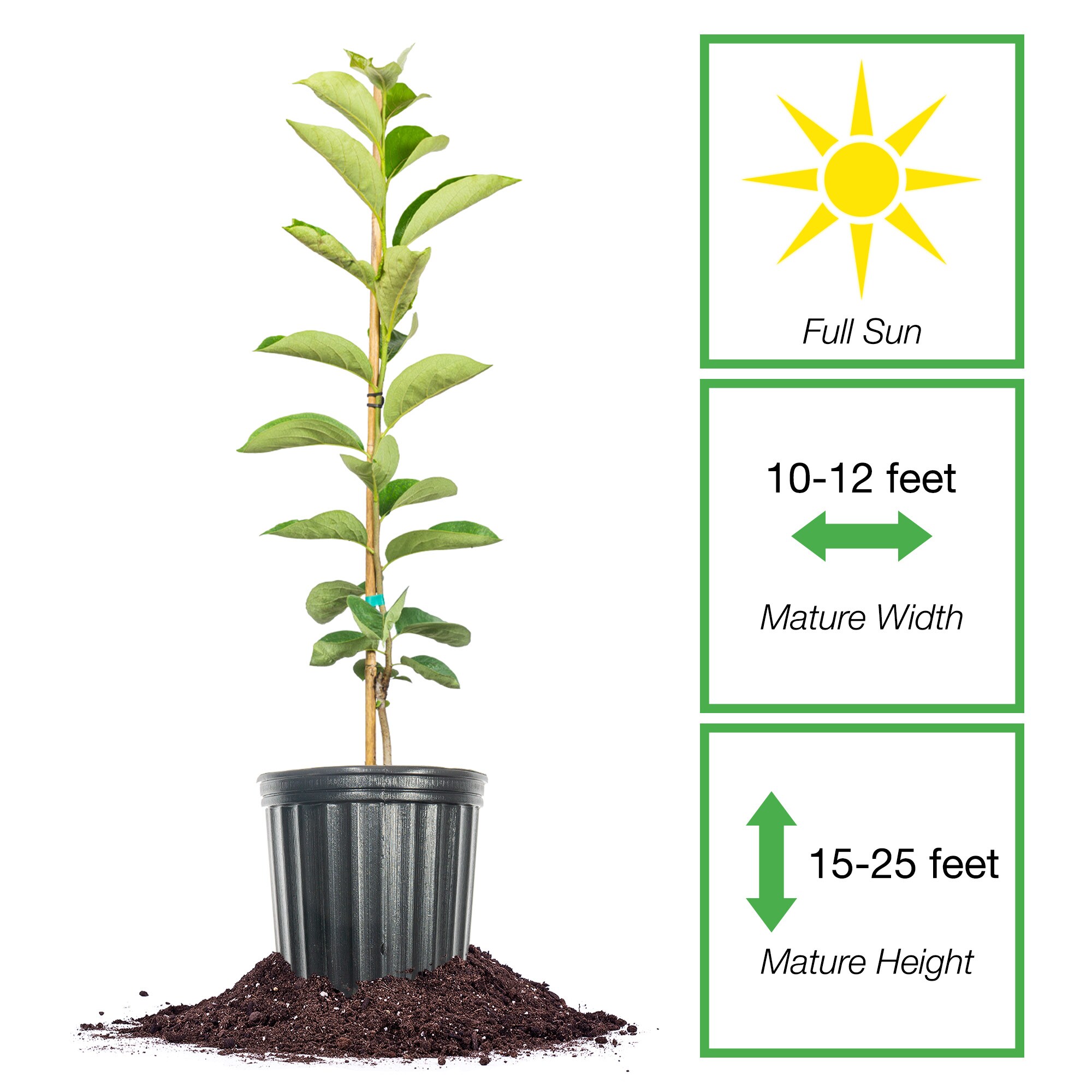 Perfect Plants LOSAIJO3G trees - View #2