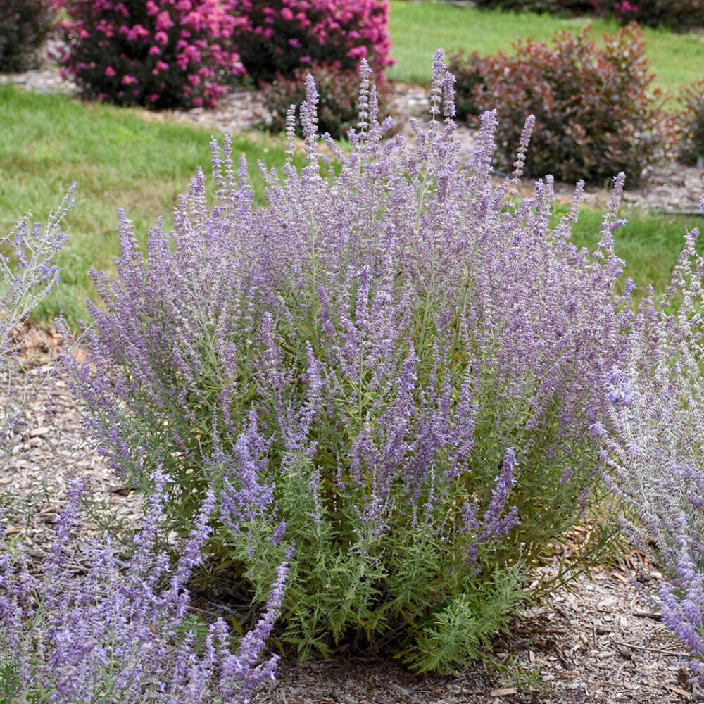 Spring Hill Nurseries 80568 perennials - View #2