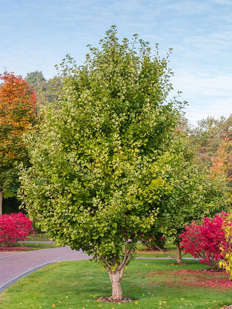 Southern Planters GINKGO05G trees - View #3