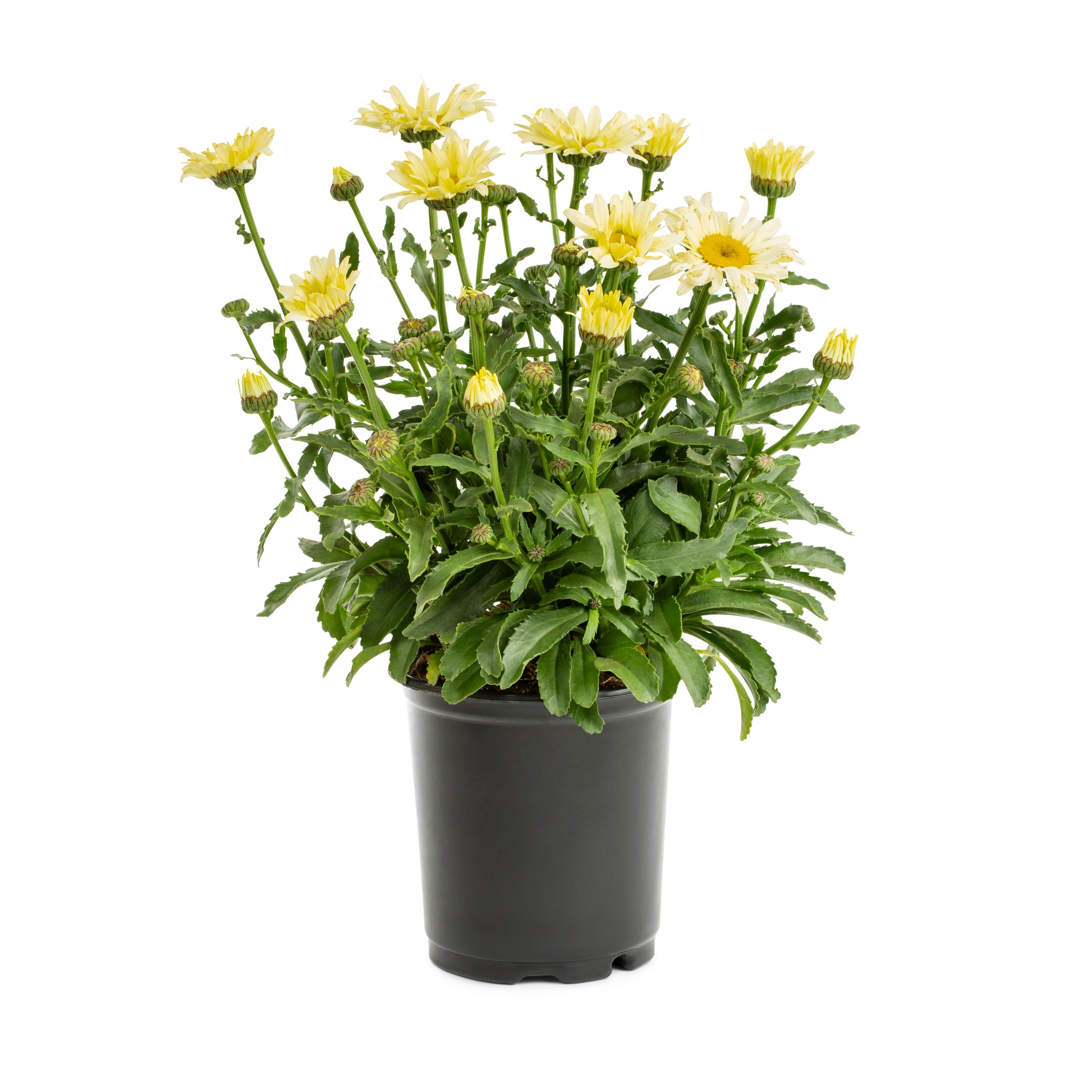 Lowe's 131688 Multicolor Shasta Daisy Plant in 2.5 -Quart Pot