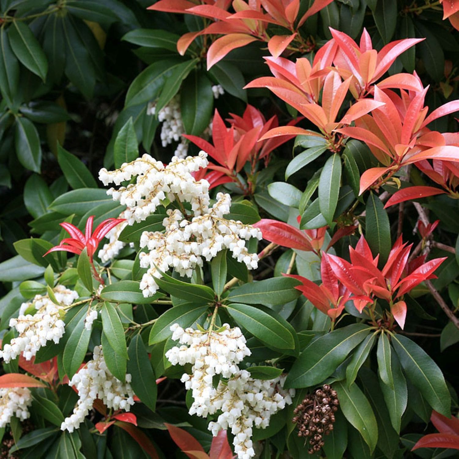 O593003 shrubs - View #3