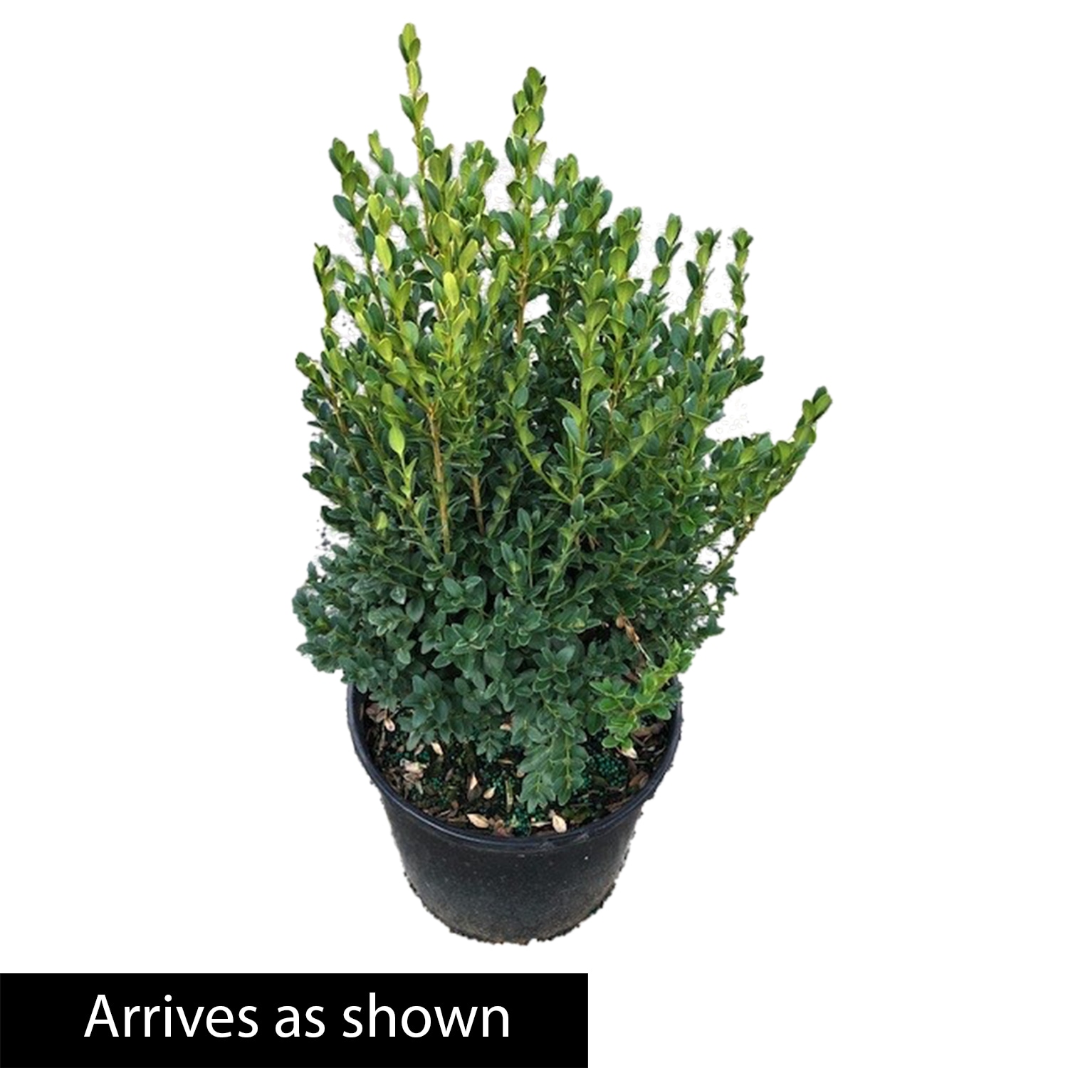 Spring Hill Nurseries 84370 shrubs - View #3