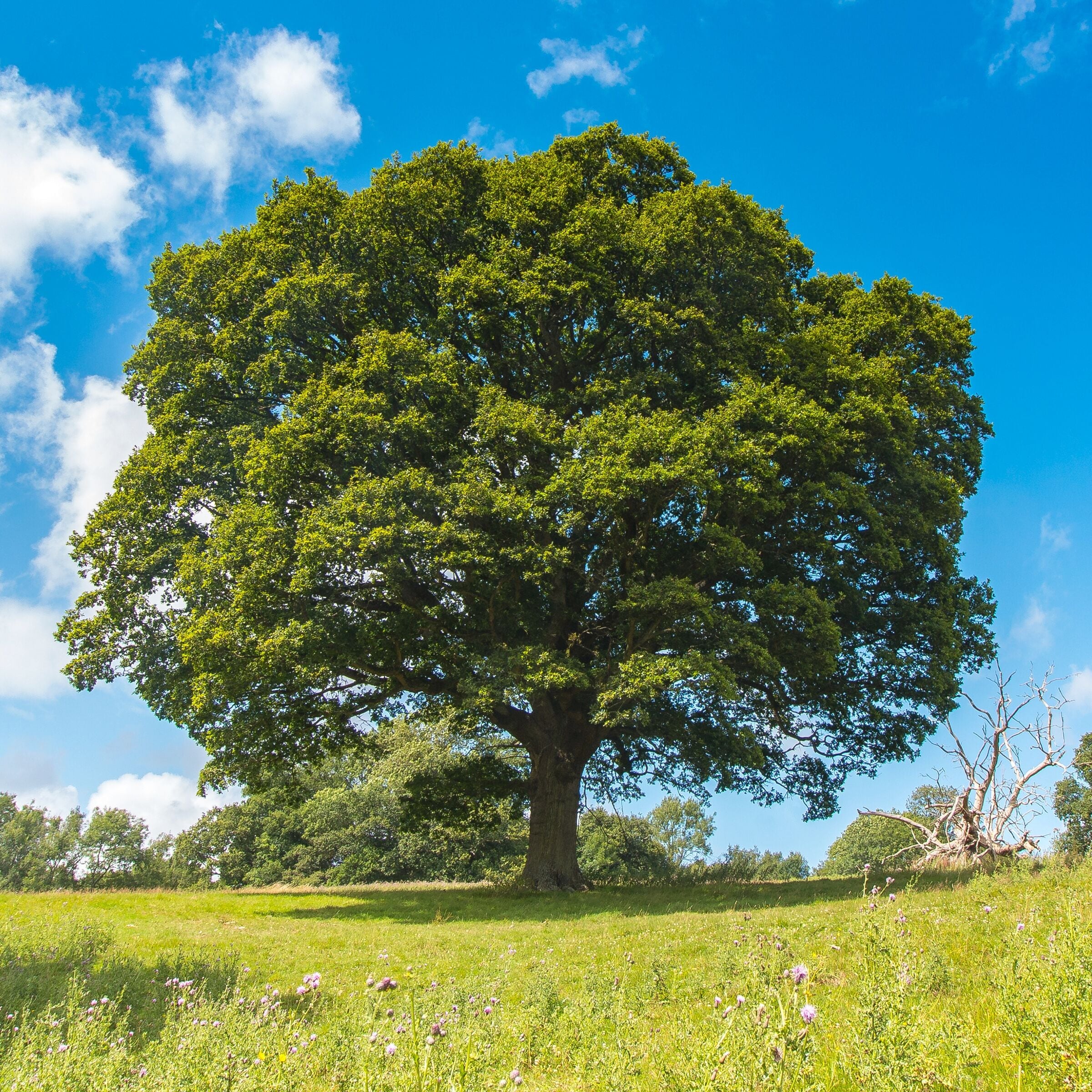 National Plant Network 3-Gallons Green Shade Mexican White Oak Tree In ...