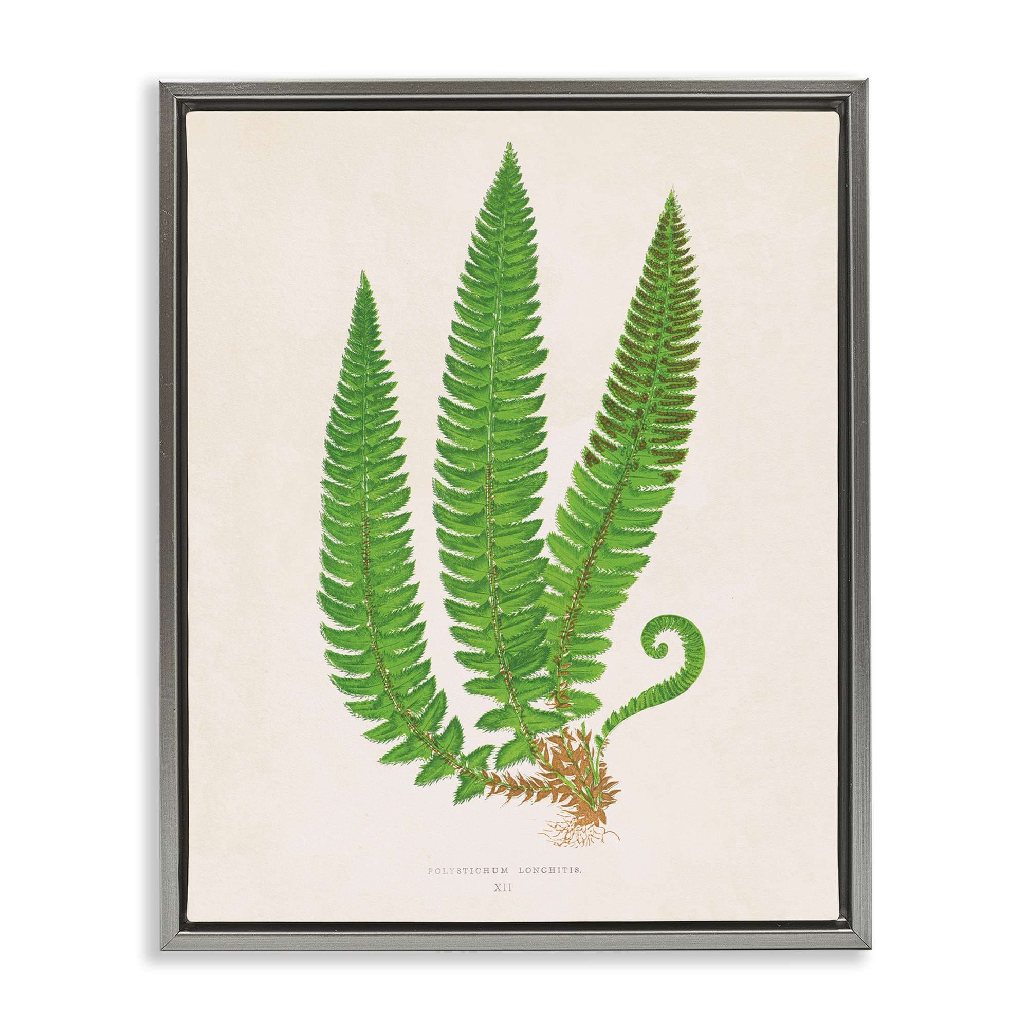 Stupell Industries BT-470-FFL-24X30 Natural Fern Branch Trio Gray Framed Floater Canvas Wall Art By Phillipa Katz 25 x 31