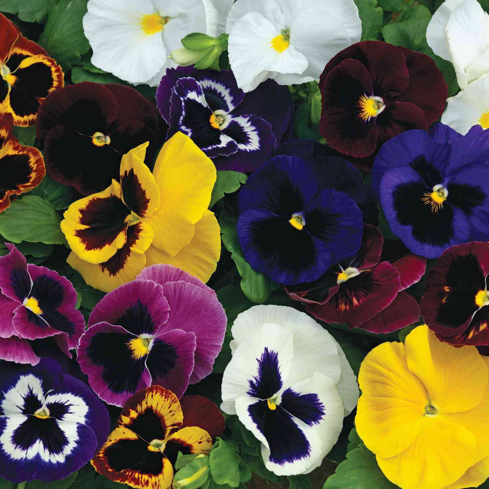 Lowe's NURSERY annuals - View #2