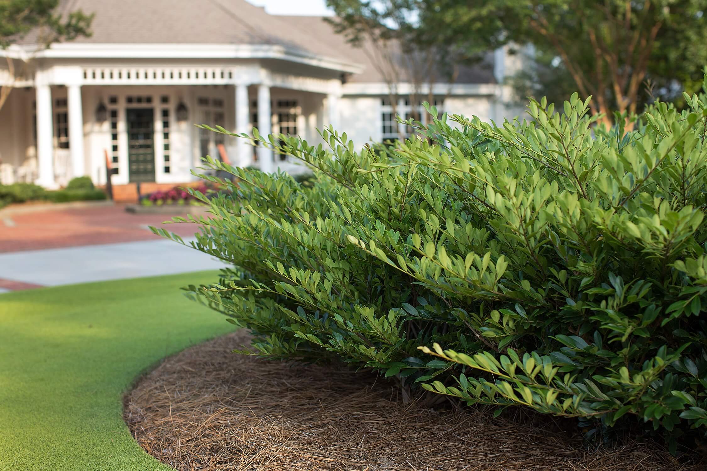 First Editions 13613-1 shrubs - View #5