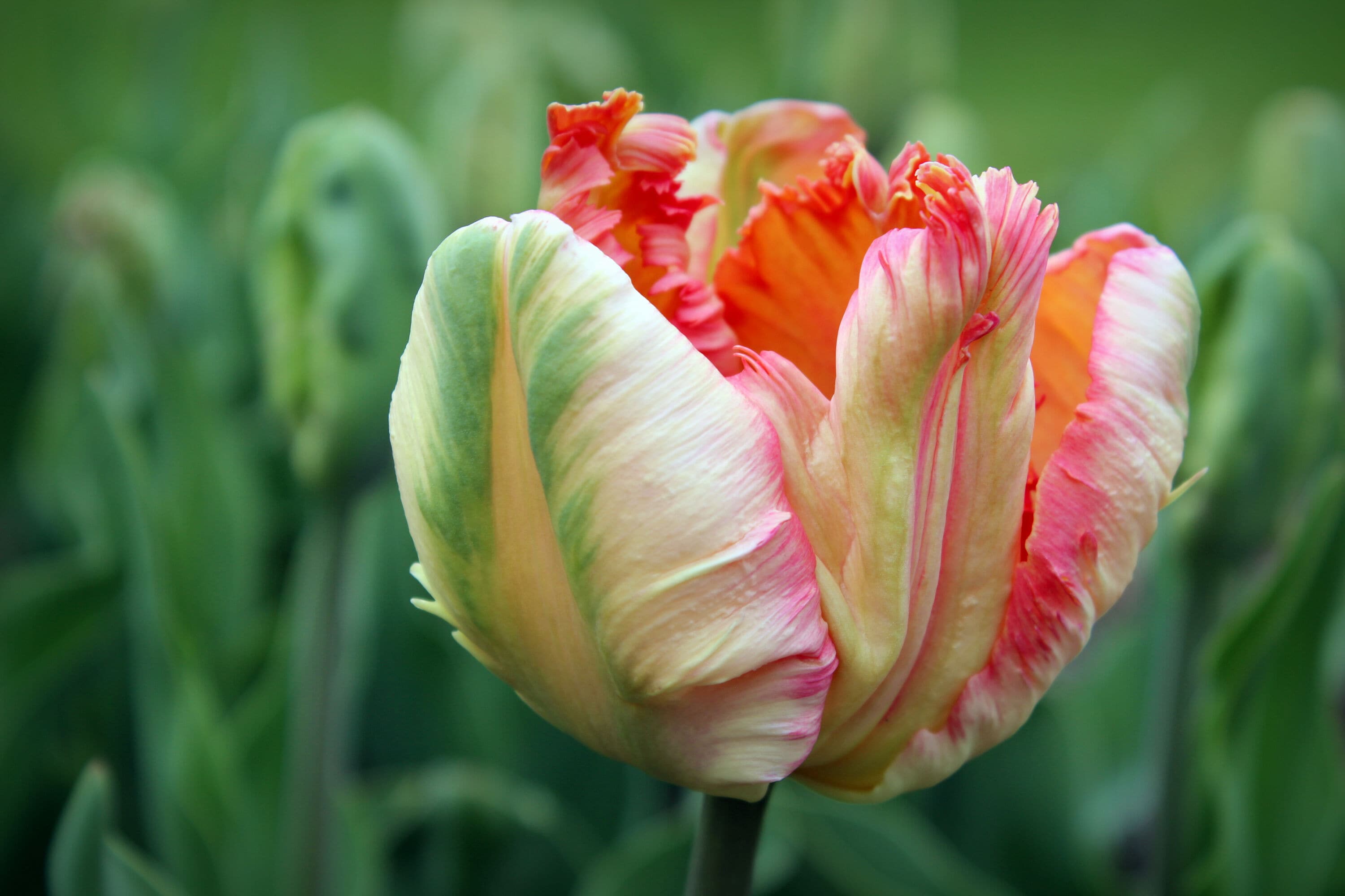 Daylily Nursery 21636 Pink Weber's Parrot Tulip Plant in 20 -Pack Bareroot 20 -Pack