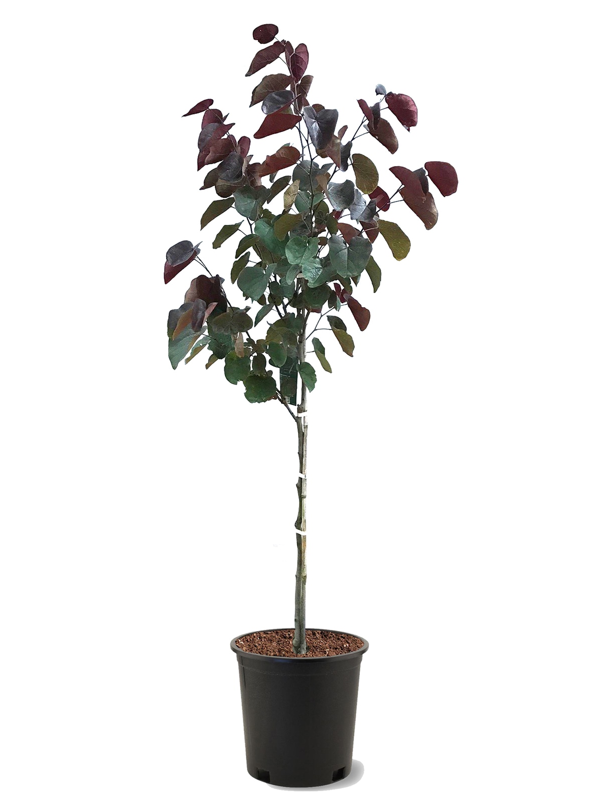 Southern Planters REDFOR05G 5 -Gallon Pink Flowering Forest Pansey Redbud In pot (with soil)