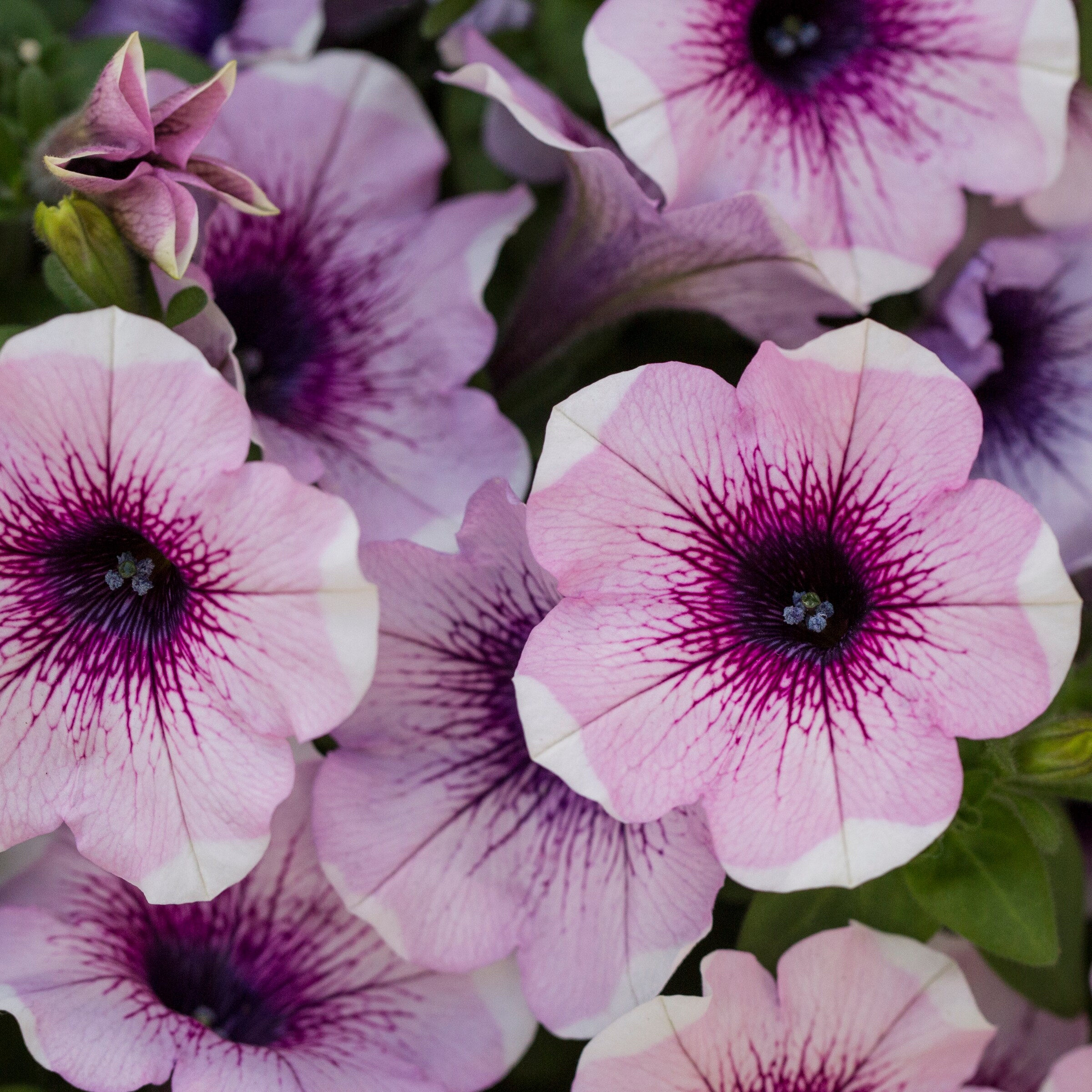 Lowe's NURSERY annuals - View #12