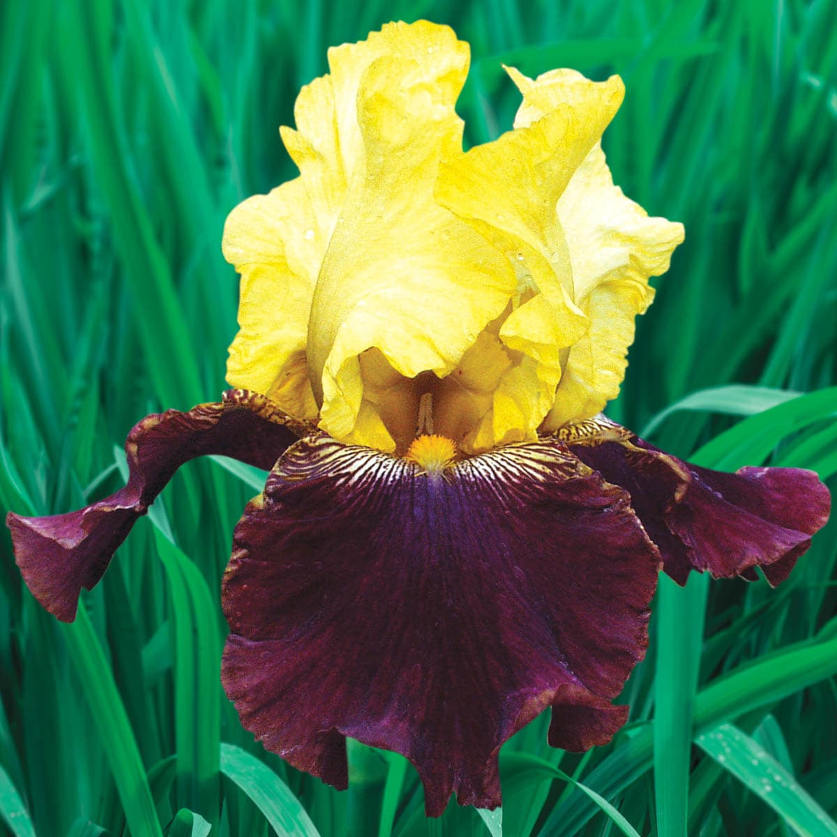 Iris Louisiana Dainty Lace-barerooted