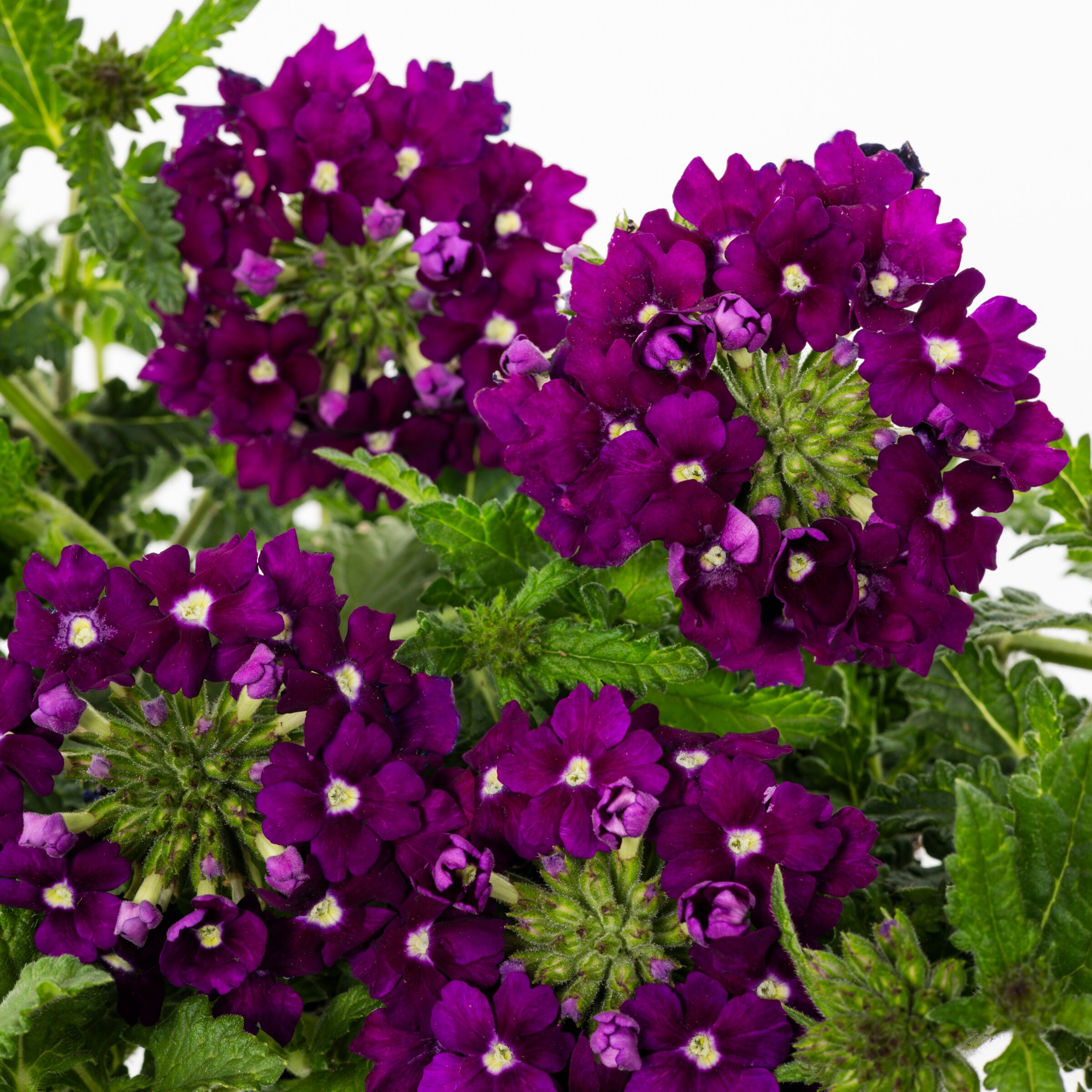 Lowe's 72661 annuals - View #4