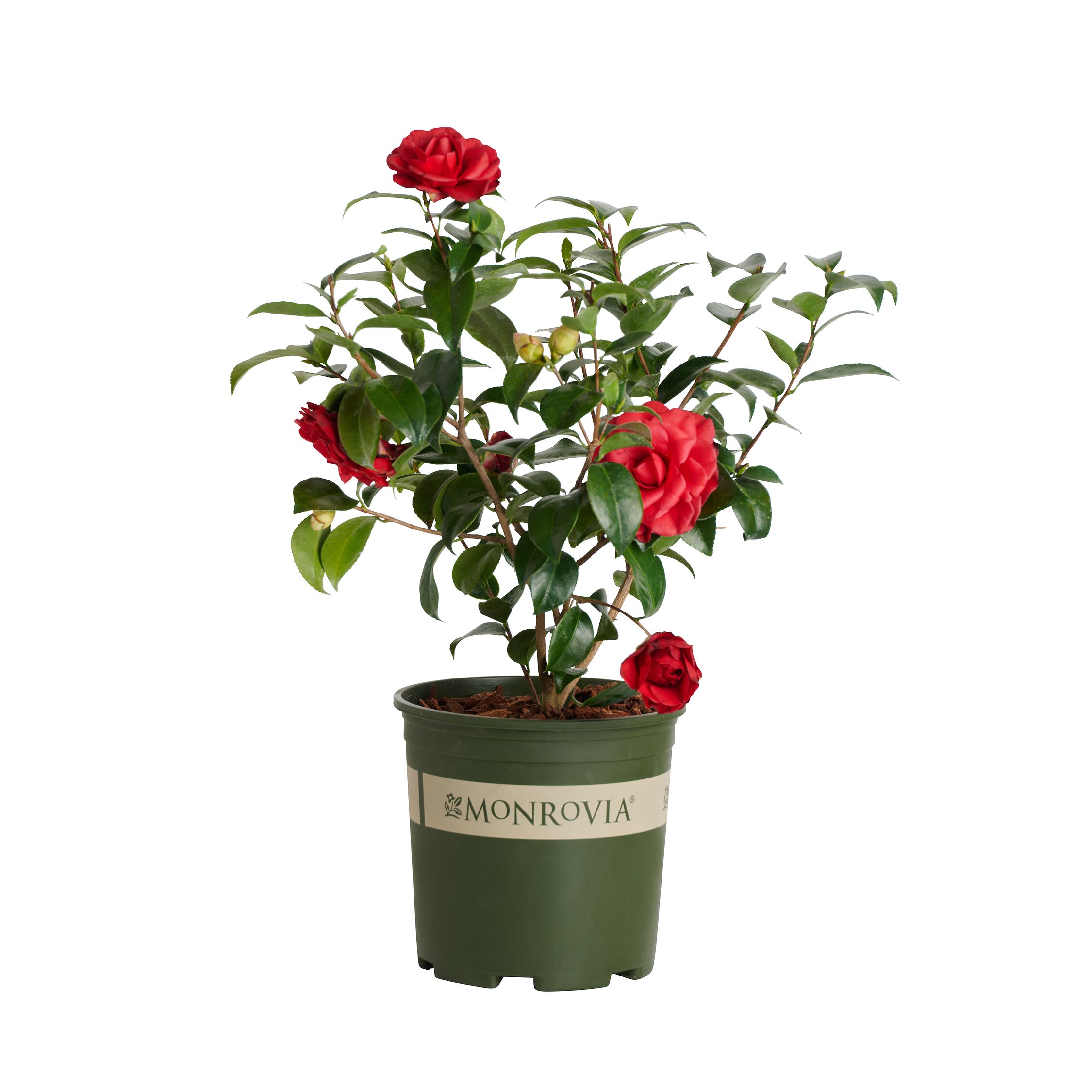 Monrovia 020045 Flowering Shrub in
