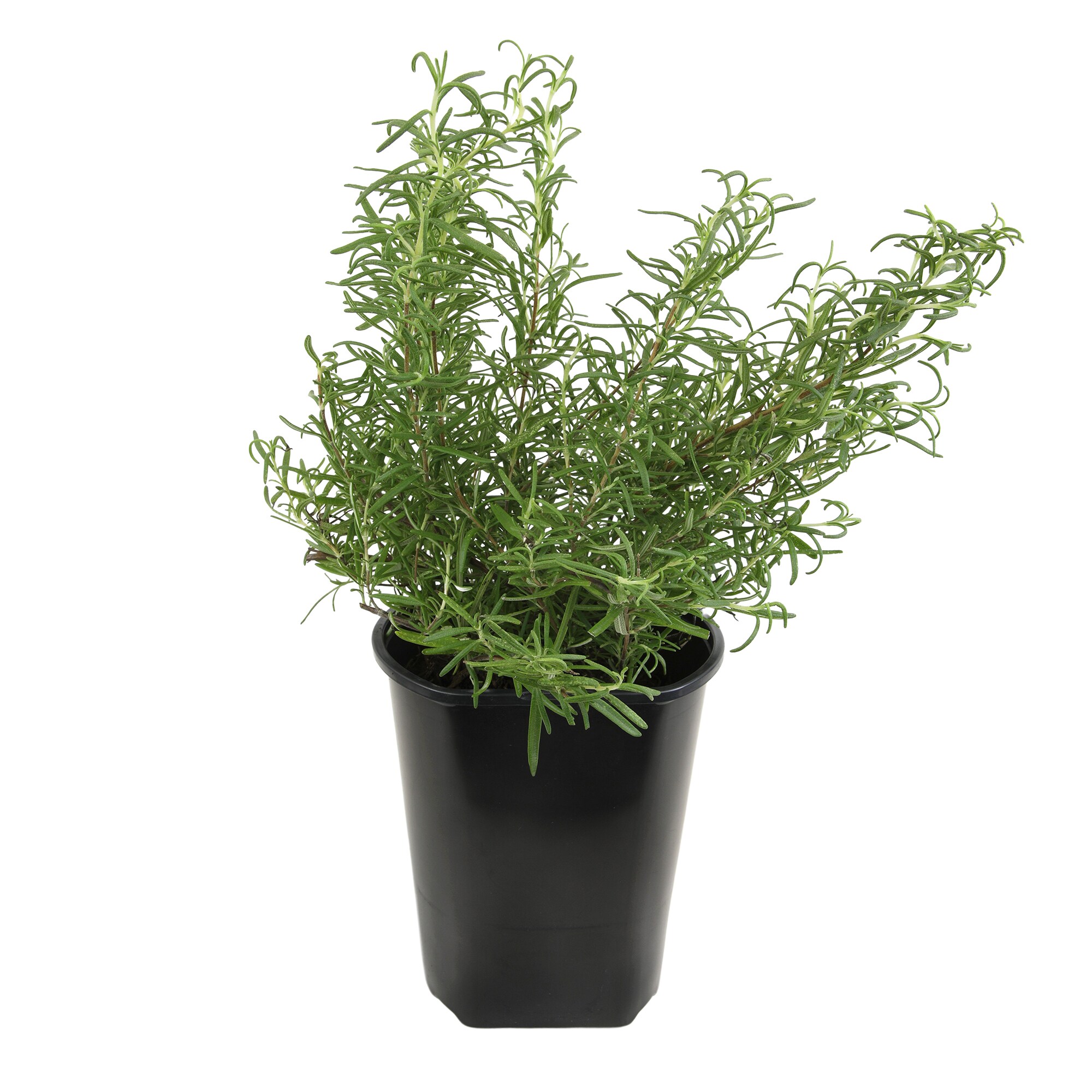 Altman Plants Lavender Shrubs at Lowes.com