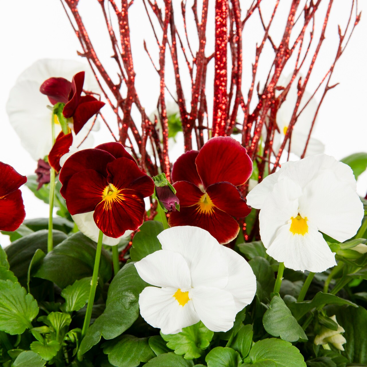 Ready Refill 5460153 annuals - View #2