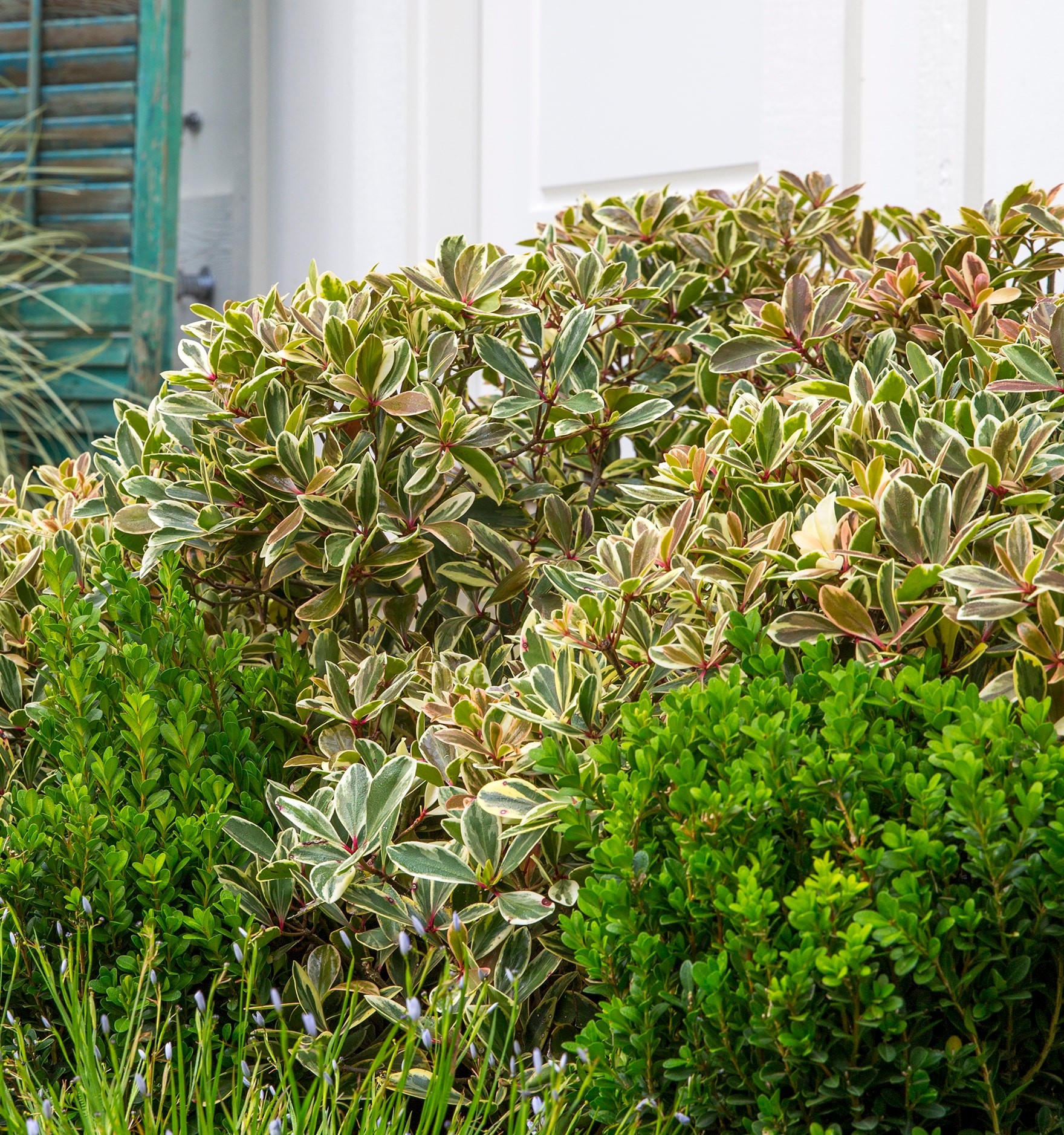 Southern Living Plant Collection 55132-1 shrubs - View #2