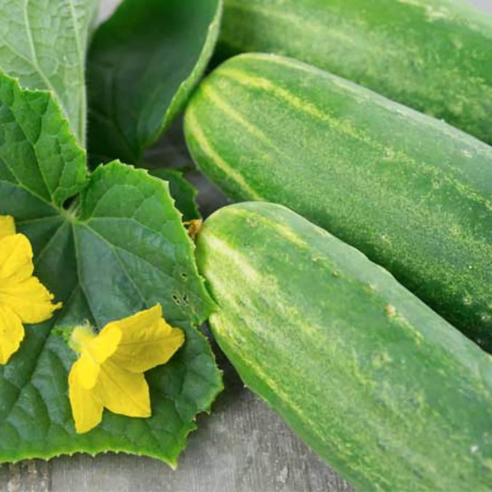 Proven Winners VEGCUC1017504 Vegetable-Plants - View #4