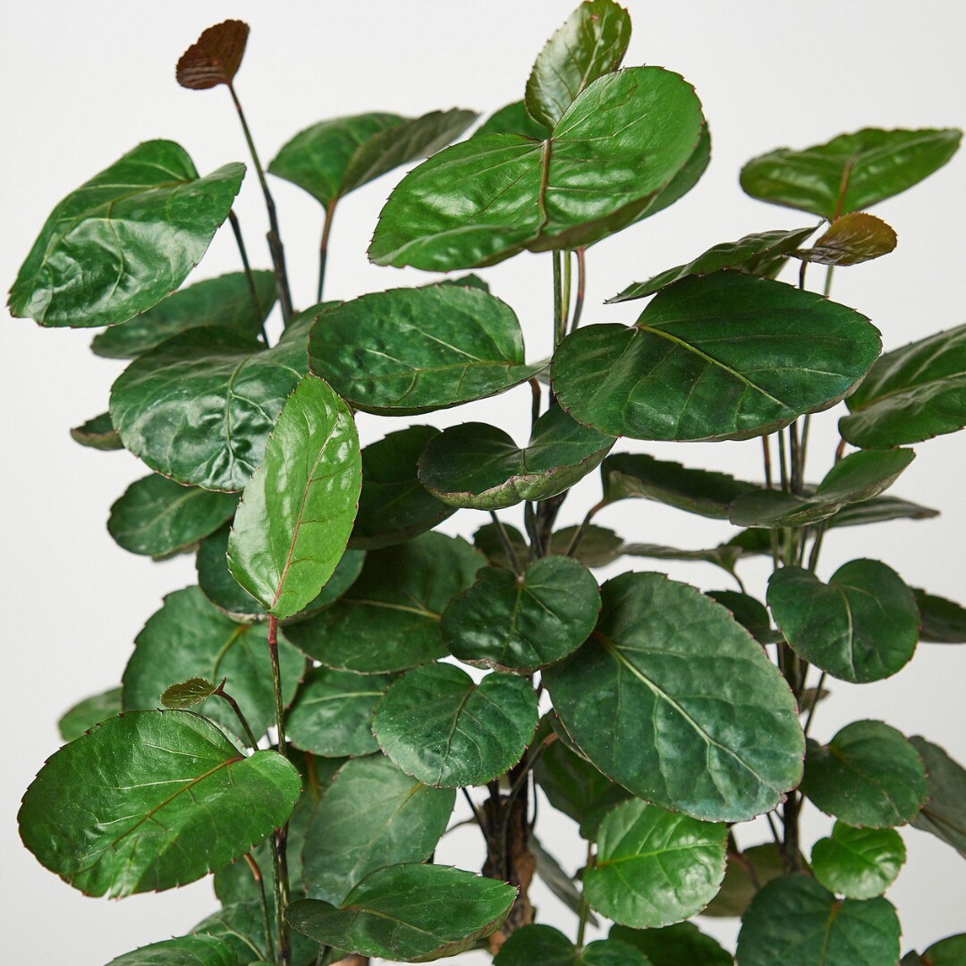House Plant Shop 6-ARALIA-FABIAN hseplants - View #2