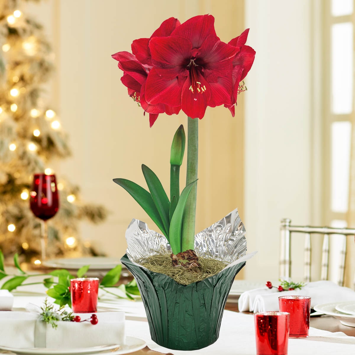 Breck's 81799 7 -in Fresh Christmas Amaryllis Bulb