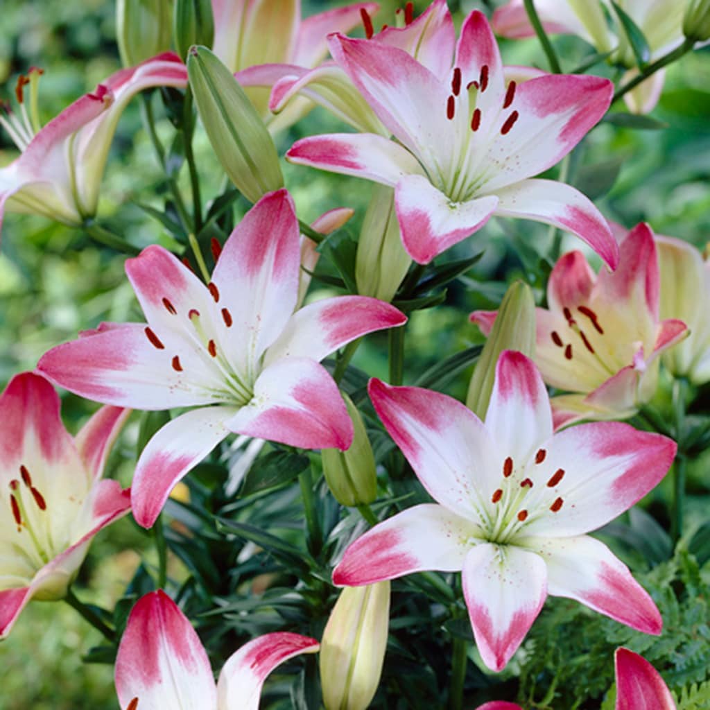 Van Zyverden 11354 Multicolor Lily Asiatic Lolly Pop Bulbs 7.0 Count