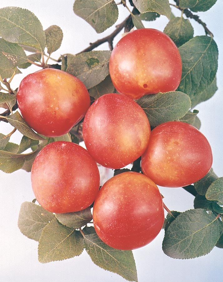 Lowe's NURSERY Apple Plant