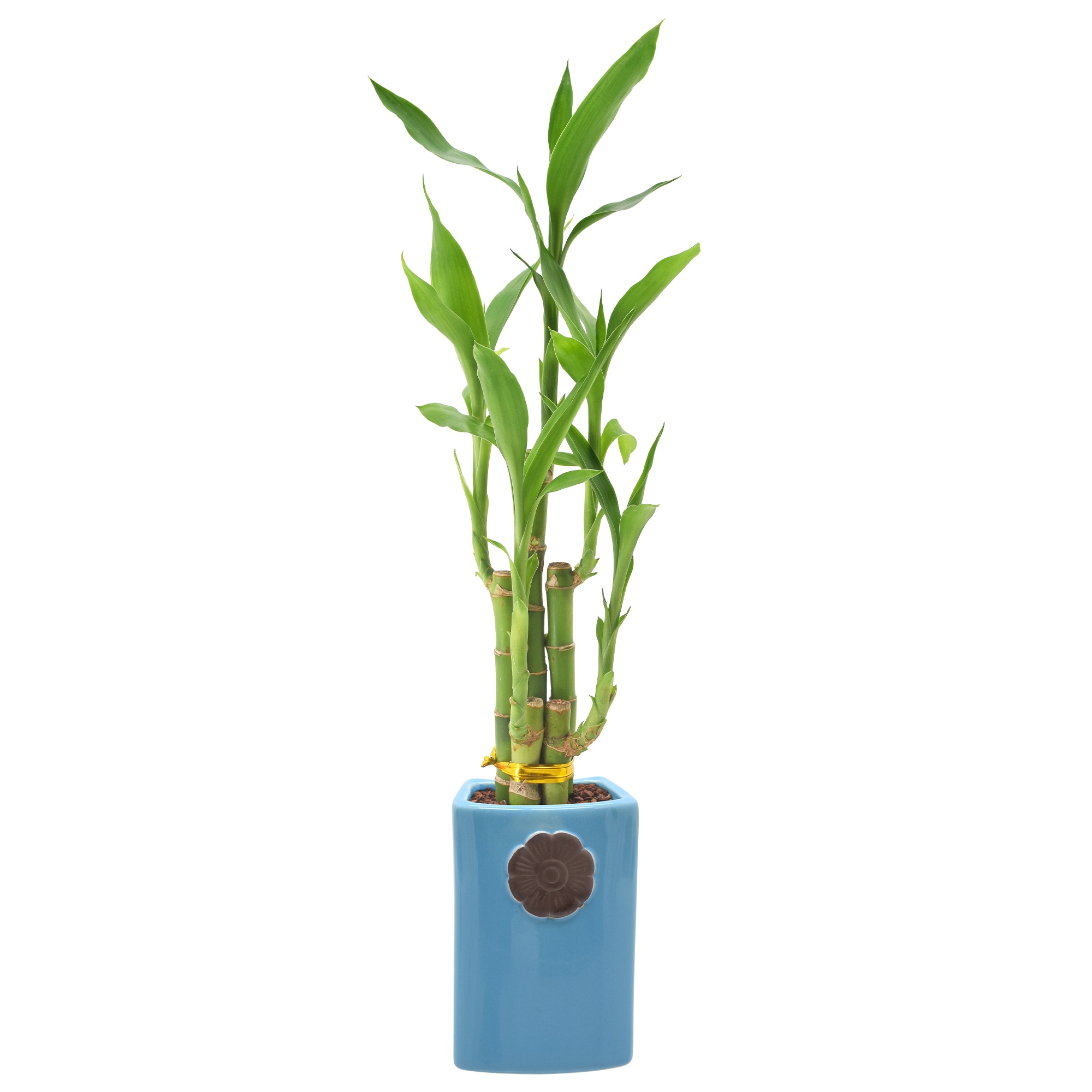 Bamboo Geek: More on growing bamboo in containers