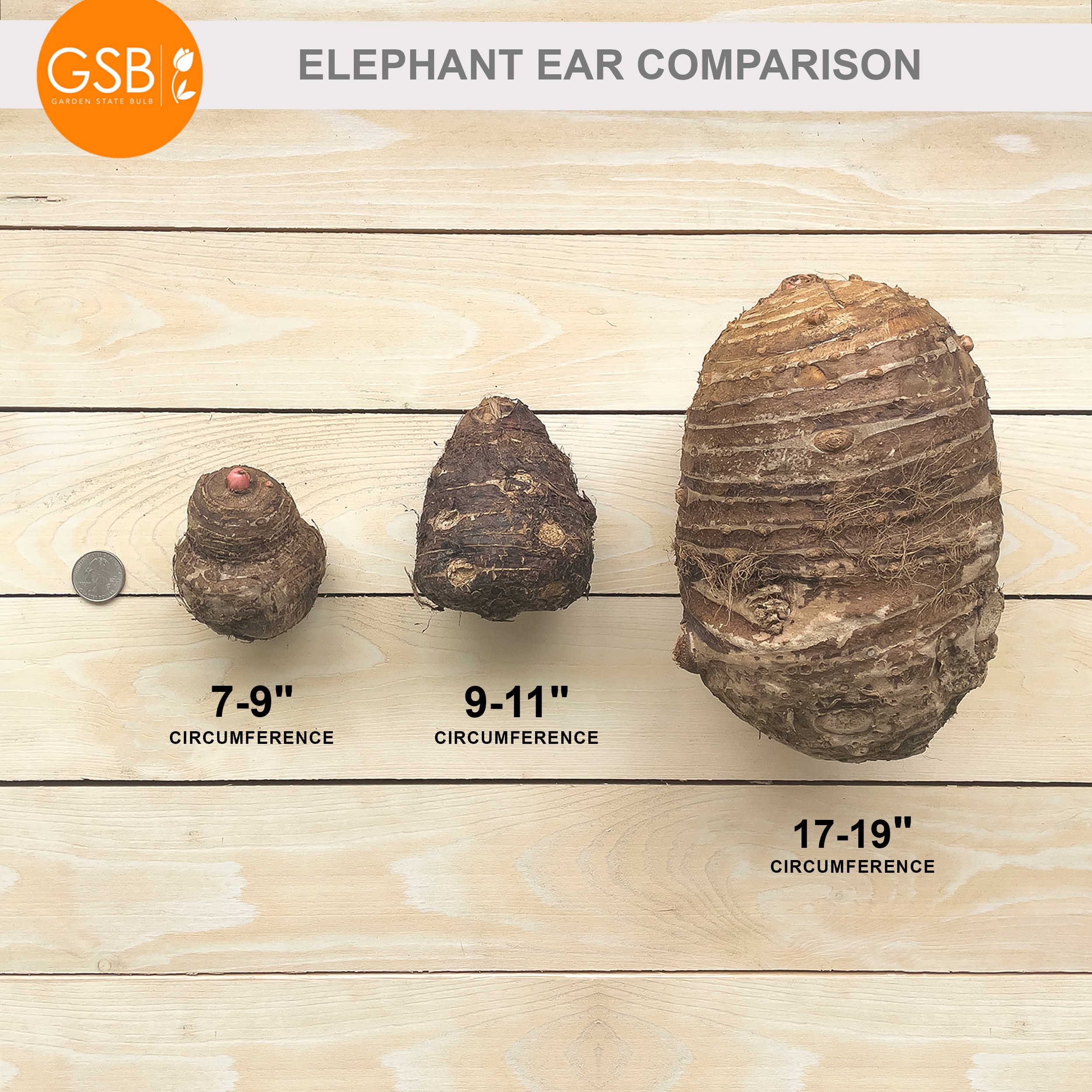 Garden State Bulb ECS-190-05-05 Plant-Bulbs - View #7